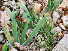 Iris lutescens