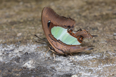 Polyura hebe