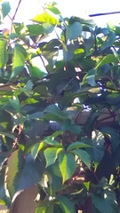 Parthenocissus inserta