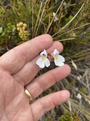 Euphrasia cuneata
