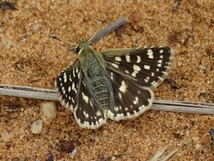 Spialia ferax