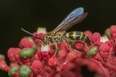 Phalerimeris phalerata