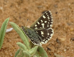 Spialia ferax