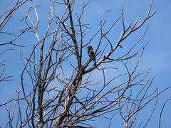 Lybius torquatus torquatus