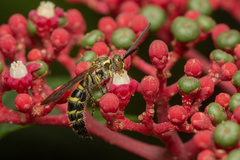 Phalerimeris phalerata