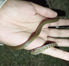 Mastigodryas melanolomus