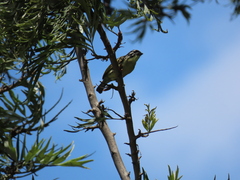 Pogoniulus chrysoconus