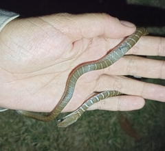 Mastigodryas melanolomus