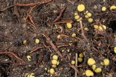 Podophacidium xanthomelum