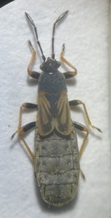 Ischnodemus sabuleti