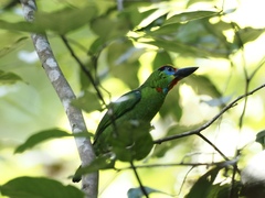 Psilopogon mystacophanos