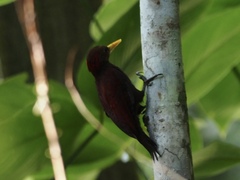 Blythipicus rubiginosus