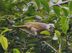 Pycnonotus zeylanicus