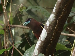 Eurylaimus javanicus