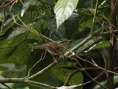 Phylloscopus borealoides