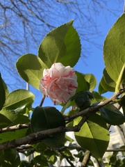 Camellia