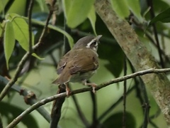 Phylloscopus borealoides