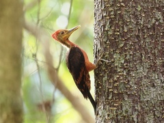 Reinwardtipicus validus