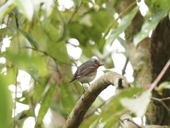 Ficedula mugimaki