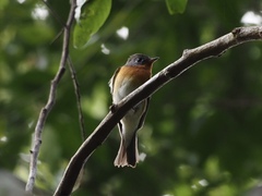 Ficedula