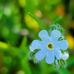 Cryptantha intermedia