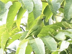 Chloropsis cyanopogon