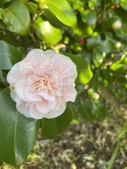 Camellia