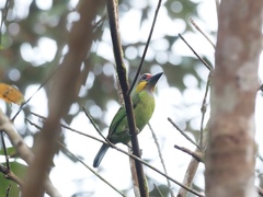 Psilopogon chrysopogon