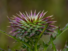 Cirsium vulgare