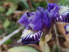 Iris lutescens