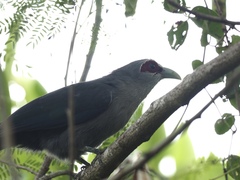 Phaenicophaeus tristis