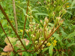Arnoglossum reniforme