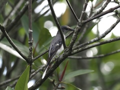 Pericrocotus divaricatus