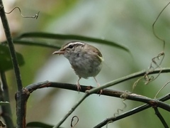 Phylloscopus borealoides