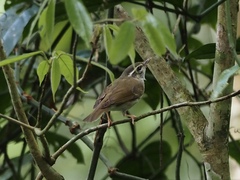 Phylloscopus borealoides