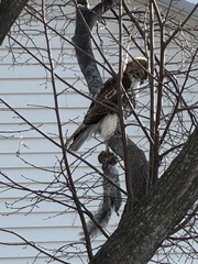 Buteo jamaicensis