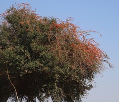 Combretum microphyllum