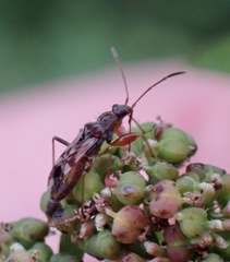 Neopamera bilobata