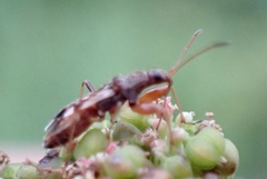 Neopamera bilobata