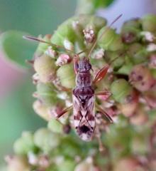 Neopamera bilobata
