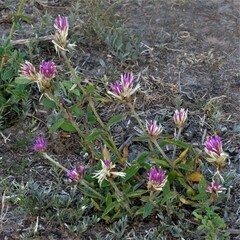 Gomphrena pulchella