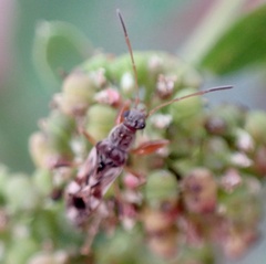 Neopamera bilobata