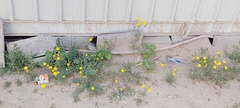Senecio glaucus