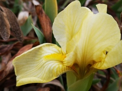 Iris lutescens