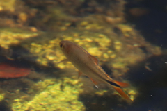 Characiformes