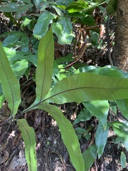 Tectaria harlandii