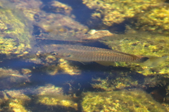 Pseudoxiphophorus