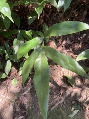Tectaria harlandii