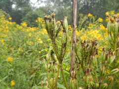 Arnoglossum reniforme