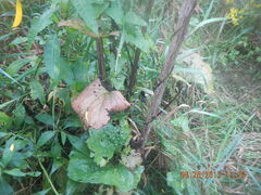 Arnoglossum reniforme